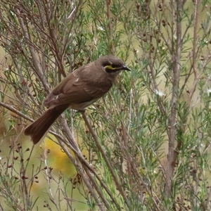 Caligavis chrysops at Tharwa, ACT - 8 Jan 2025 01:54 PM