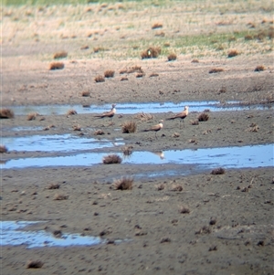 Stiltia isabella (Australian Pratincole) at Lake Mackay, NT by Darcy