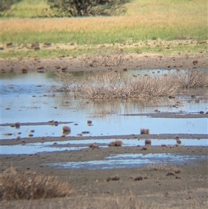 Erythrogonys cinctus (Red-kneed Dotterel) at Lake Mackay, NT by Darcy