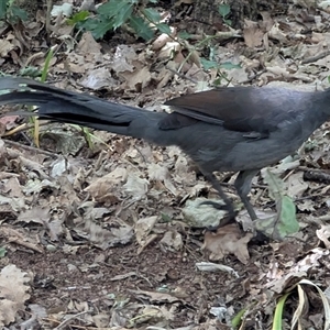 Menura novaehollandiae (Superb Lyrebird) at Barton, ACT by drbb