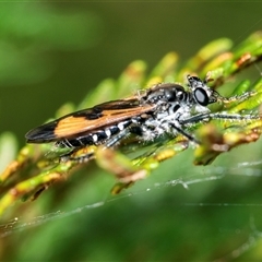 Orthogonis ornatipennis (Robber Fly) at Palerang, NSW - 7 Jan 2025 by AlisonMilton