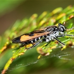 Orthogonis ornatipennis at Palerang, NSW - 7 Jan 2025 01:29 PM