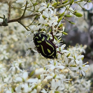 Eupoecila australasiae at Bungendore, NSW - suppressed