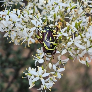 Eupoecila australasiae at Bungendore, NSW - suppressed