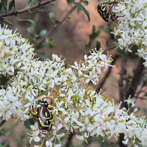 Eupoecila australasiae at Bungendore, NSW - suppressed