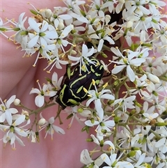 Eupoecila australasiae at Bungendore, NSW - suppressed