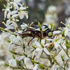 Eupoecila australasiae at Bungendore, NSW - suppressed