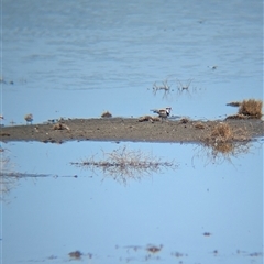 Charadrius melanops (Black-fronted Dotterel) at Lake Mackay, NT - 30 Dec 2024 by Darcy