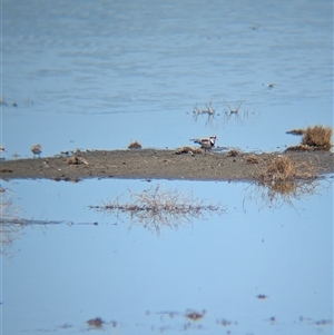 Charadrius melanops (Black-fronted Dotterel) at Lake Mackay, NT by Darcy