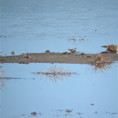 Charadrius melanops (Black-fronted Dotterel) at Lake Mackay, NT - 30 Dec 2024 by Darcy