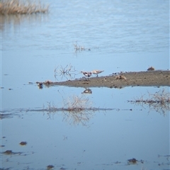 Charadrius melanops at Lake Mackay, NT - 30 Dec 2024 10:10 AM