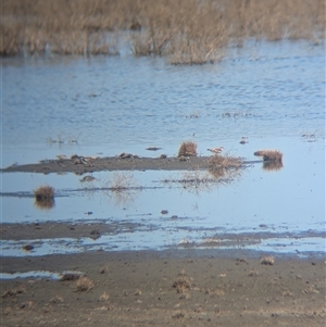 Charadrius melanops at Lake Mackay, NT - 30 Dec 2024 10:10 AM