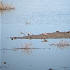 Calidris ruficollis (Red-necked Stint) at Lake Mackay, NT - 29 Dec 2024 by Darcy