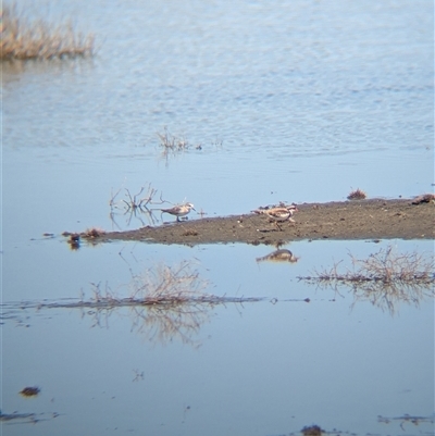 Calidris ruficollis (Red-necked Stint) at Lake Mackay, NT - 30 Dec 2024 by Darcy