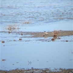 Calidris ruficollis at Lake Mackay, NT - 30 Dec 2024 10:33 AM