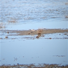 Calidris ruficollis at Lake Mackay, NT - 30 Dec 2024 10:33 AM