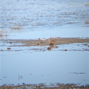 Calidris ruficollis at Lake Mackay, NT - 30 Dec 2024 10:33 AM