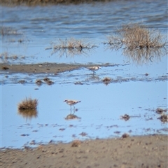 Calidris ruficollis at Lake Mackay, NT - 30 Dec 2024 10:33 AM