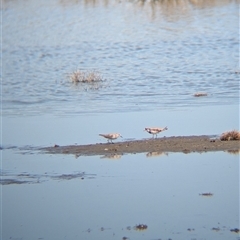 Calidris ruficollis at Lake Mackay, NT - 30 Dec 2024 10:33 AM