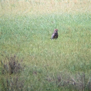 Circus assimilis (Spotted Harrier) at Lake Mackay, NT by Darcy