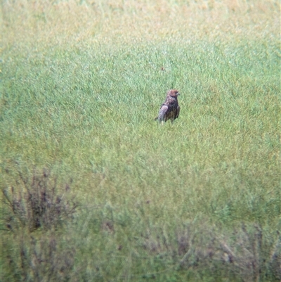 Circus assimilis (Spotted Harrier) at Lake Mackay, NT - 30 Dec 2024 by Darcy