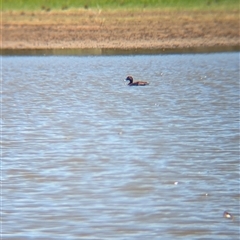 Aythya australis (Hardhead) at Lake Mackay, NT - 30 Dec 2024 by Darcy