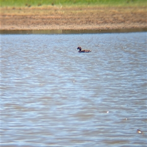 Aythya australis (Hardhead) at Lake Mackay, NT by Darcy