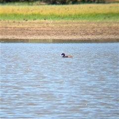 Aythya australis at Lake Mackay, NT - 30 Dec 2024 11:16 AM