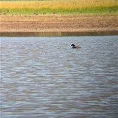 Aythya australis at Lake Mackay, NT - 30 Dec 2024 11:16 AM