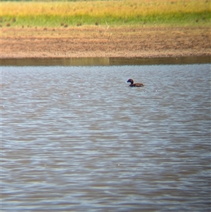 Aythya australis at Lake Mackay, NT - 30 Dec 2024 11:16 AM