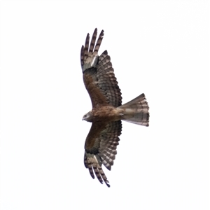 Lophoictinia isura (Square-tailed Kite) at Penrose, NSW by Aussiegall