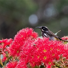 Phylidonyris novaehollandiae (New Holland Honeyeater) at Penrose, NSW - 9 Jan 2025 by Aussiegall