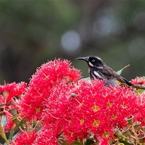 Phylidonyris novaehollandiae (New Holland Honeyeater) at Penrose, NSW by Aussiegall