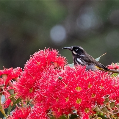 Phylidonyris novaehollandiae (New Holland Honeyeater) at Penrose, NSW - 9 Jan 2025 by Aussiegall