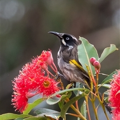 Phylidonyris novaehollandiae at Penrose, NSW - suppressed