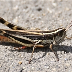 Macrotona australis (Common Macrotona Grasshopper) at Fyshwick, ACT - 8 Jan 2025 by Thurstan