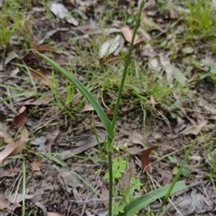 Murdannia graminea at Yengarie, QLD - 9 Jan 2025 by aavankampen