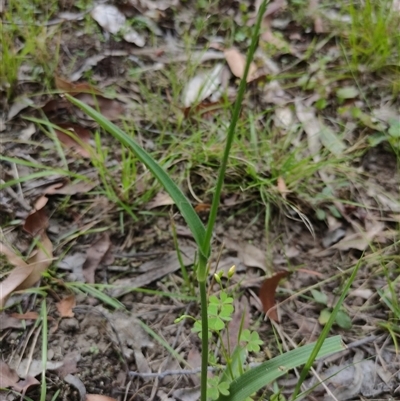 Murdannia graminea at Yengarie, QLD - 9 Jan 2025 by aavankampen