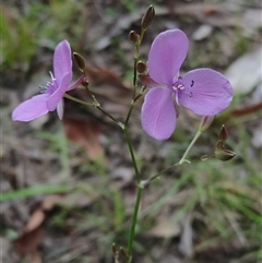 Unidentified at suppressed - 9 Jan 2025