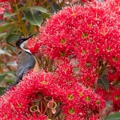 Acanthorhynchus tenuirostris (Eastern Spinebill) at Penrose, NSW - 9 Jan 2025 by Aussiegall