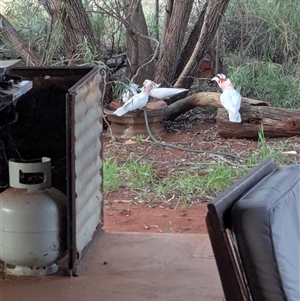 Lophochroa leadbeateri mollis (Pink Cockatoo) at Lake Mackay, NT by Darcy