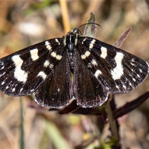 Phalaenoides tristifica (Willow-herb Day-moth) at Cotter River, ACT by SWishart