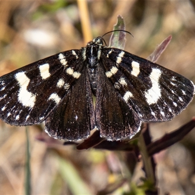 Phalaenoides tristifica (Willow-herb Day-moth) at Cotter River, ACT - 29 Dec 2024 by SWishart