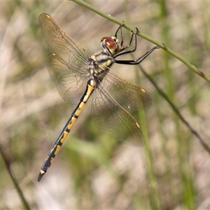 Hemicordulia tau (Tau Emerald) at Cotter River, ACT by SWishart