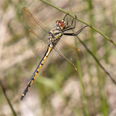 Hemicordulia tau (Tau Emerald) at Cotter River, ACT - 29 Dec 2024 by SWishart