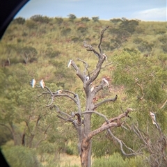 Lophochroa leadbeateri mollis (Pink Cockatoo) at Lake Mackay, NT - 31 Dec 2024 by Darcy