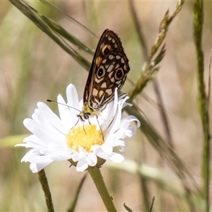 Oreixenica orichora at Cotter River, ACT - 29 Dec 2024 10:31 AM