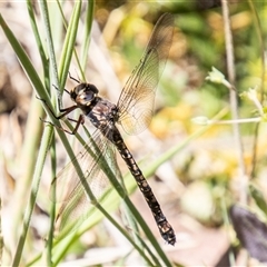 Austroaeschna atrata (Mountain Darner) at Cotter River, ACT - 29 Dec 2024 by SWishart