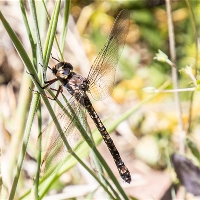 Unidentified Dragonfly (Anisoptera) at Cotter River, ACT - 28 Dec 2024 by SWishart