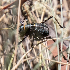 Acripeza reticulata at Cotter River, ACT - 29 Dec 2024 11:14 AM